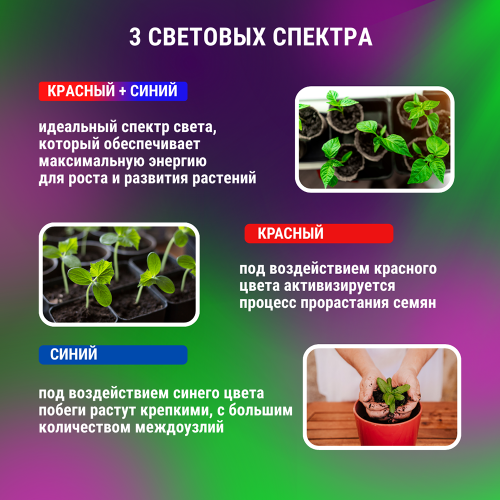 Светильник настольный на прищепке светодиодный СНП-Т2-ФИТО 4П40 40Вт 4 плафона, пульт на шнуре Черный IN HOME